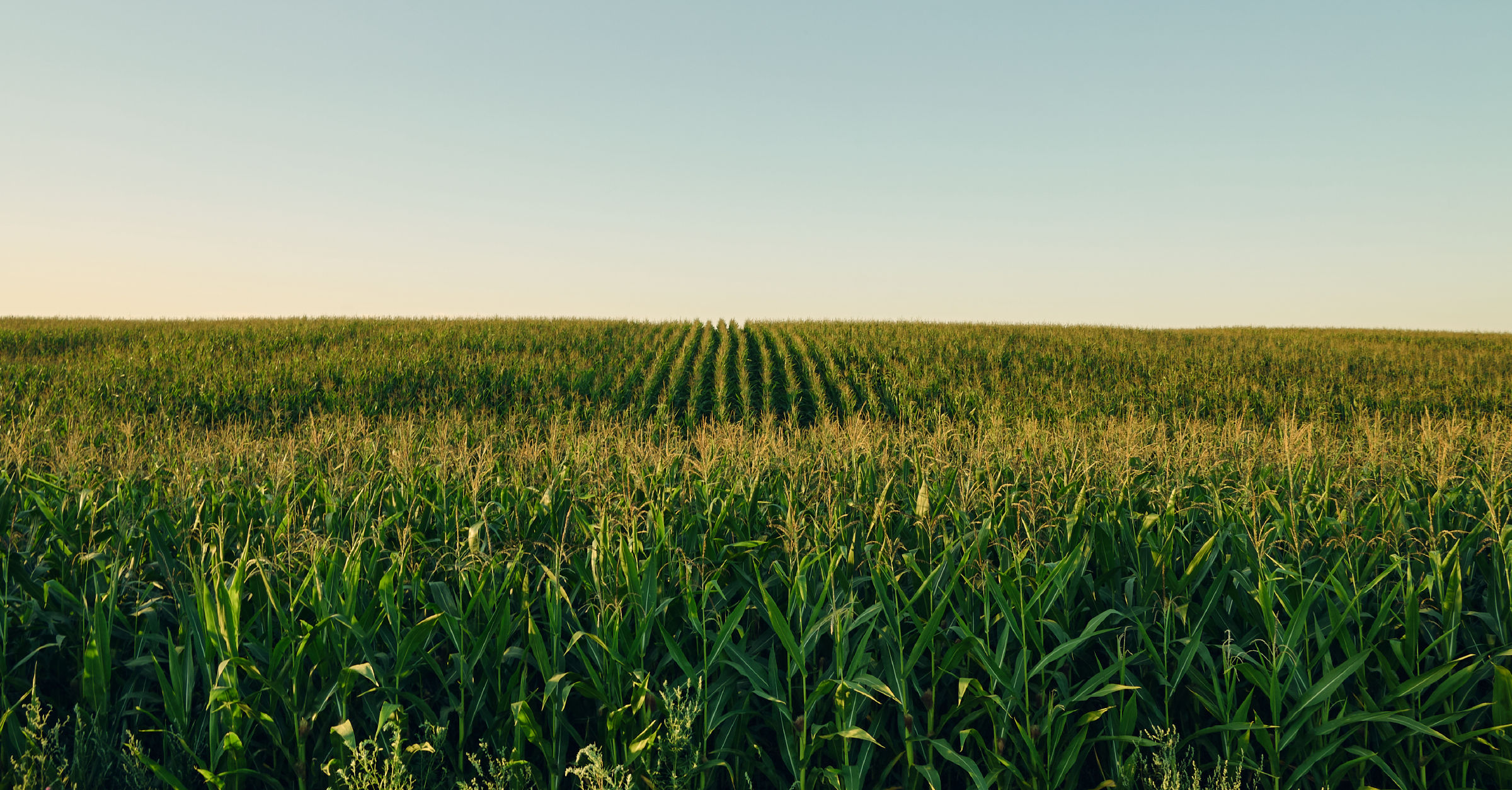 From Field to Portfolio: How Advisors Can Use Teucrium's Market Intelligence to navigate Agricultural ETFs