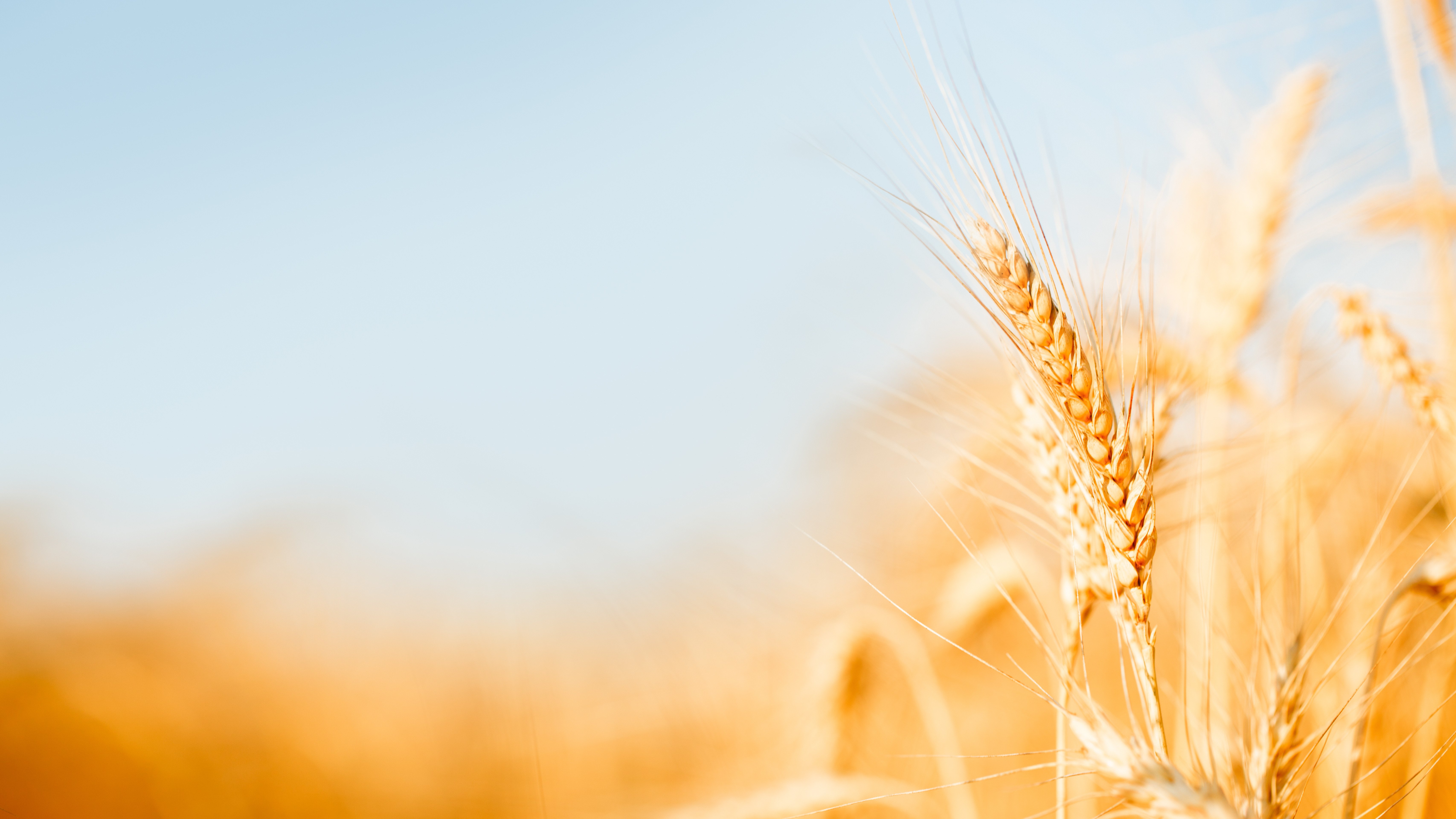 Wheat: When the World’s Fourth-Largest Exporter Cuts 41%