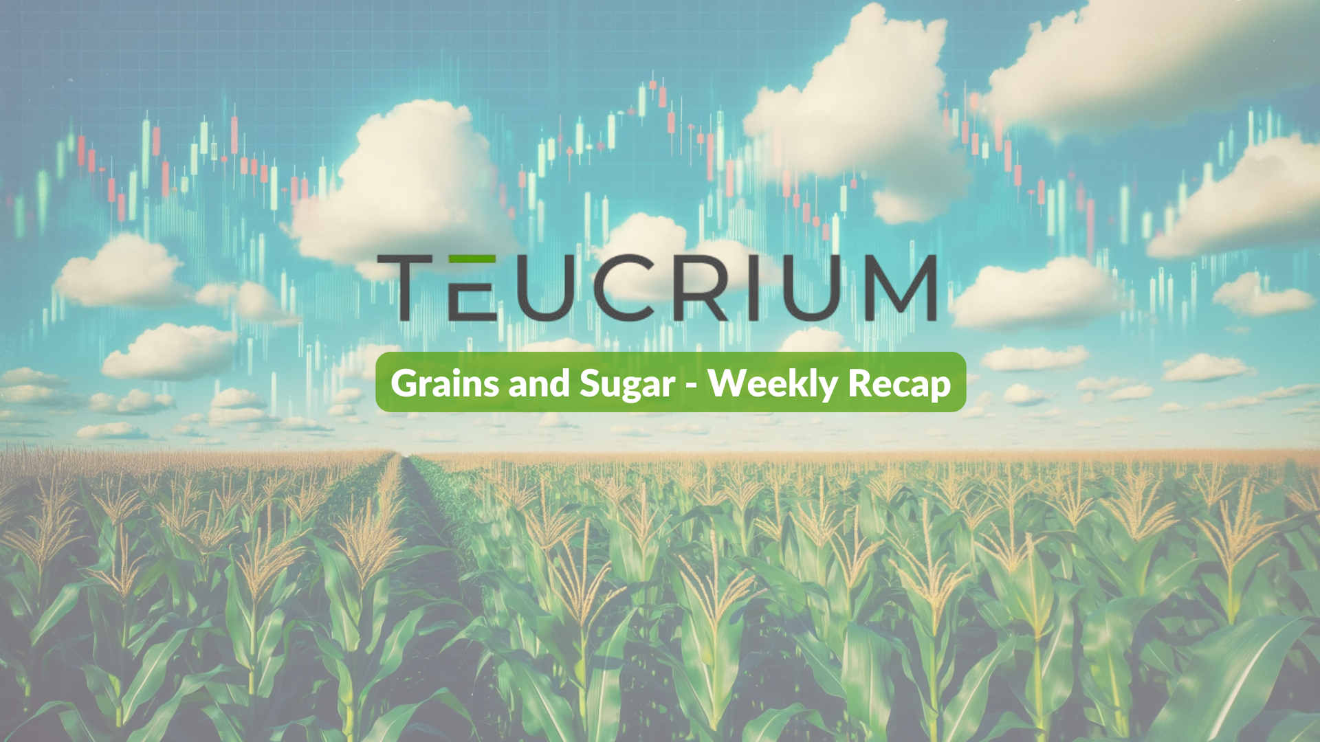 Grains &amp; Sugar Weekly 09/05/2025