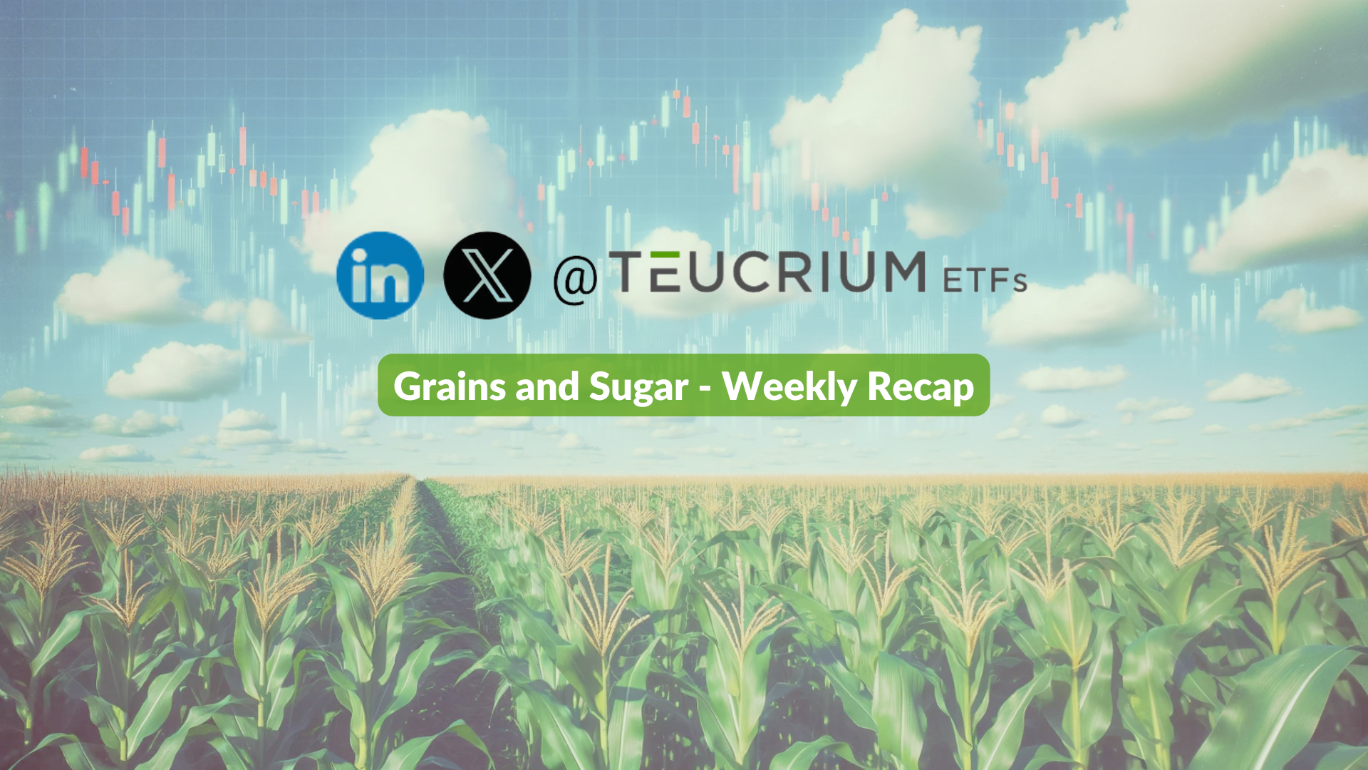Grains &amp; Sugar Weekly Recap 06/06/2025